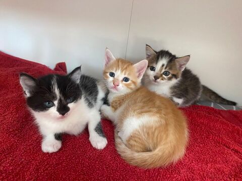 Trois chatons europ&eacute;ens  0 69410 Champagne-au-mont-d'or