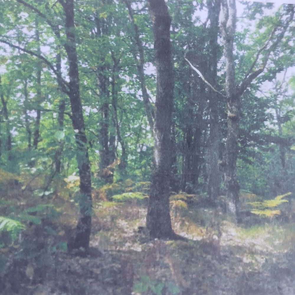 bois de ch&ecirc;ne sur pied secteur le MONTAT 46090 Bricolage