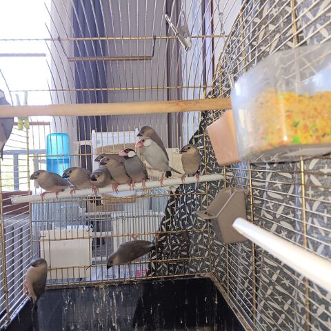 Paddas de java 25 09200 Moulis