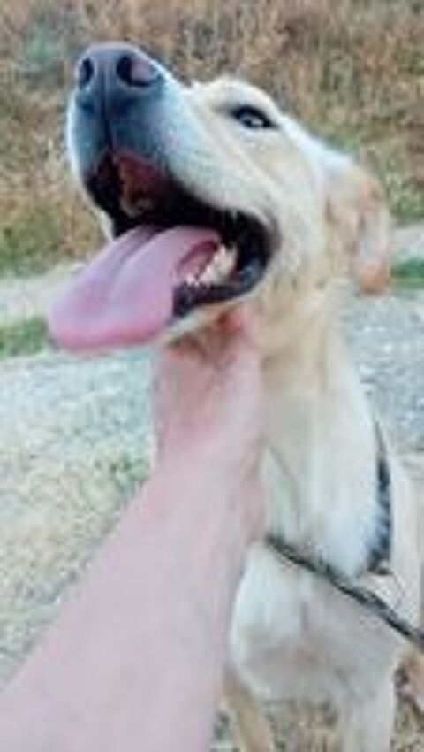   MANDY croisée labrador +/-2 ans 