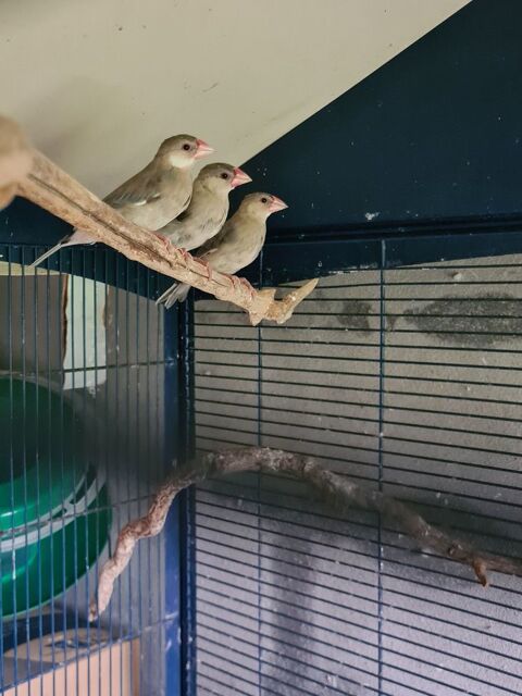 Padda de java &agrave; Caudrot 33 30 33490 Caudrot