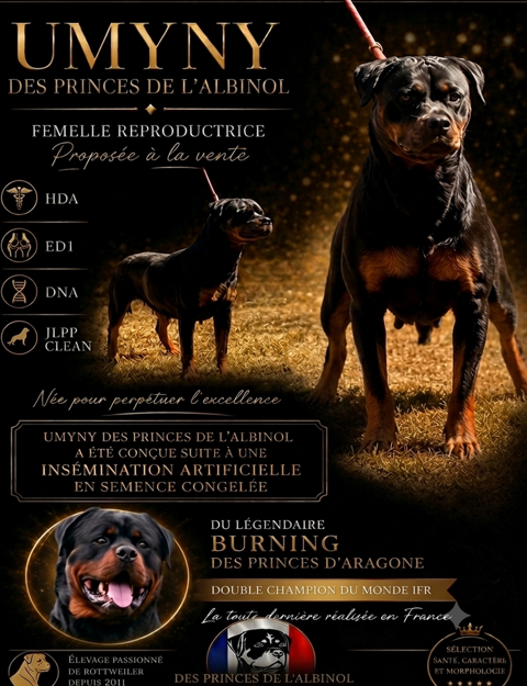 FEMELLE ROTTWEILER LOF 1300 81660 Pont-de-larn