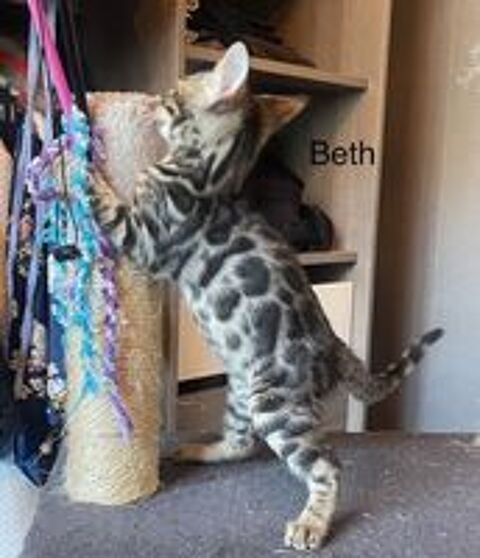   Adorable chaton bengal loof 