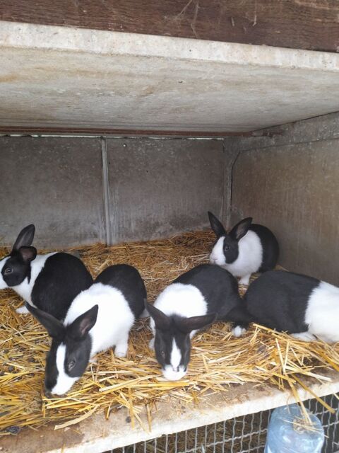 lapins pure race hollandais 39 83780 Flayosc