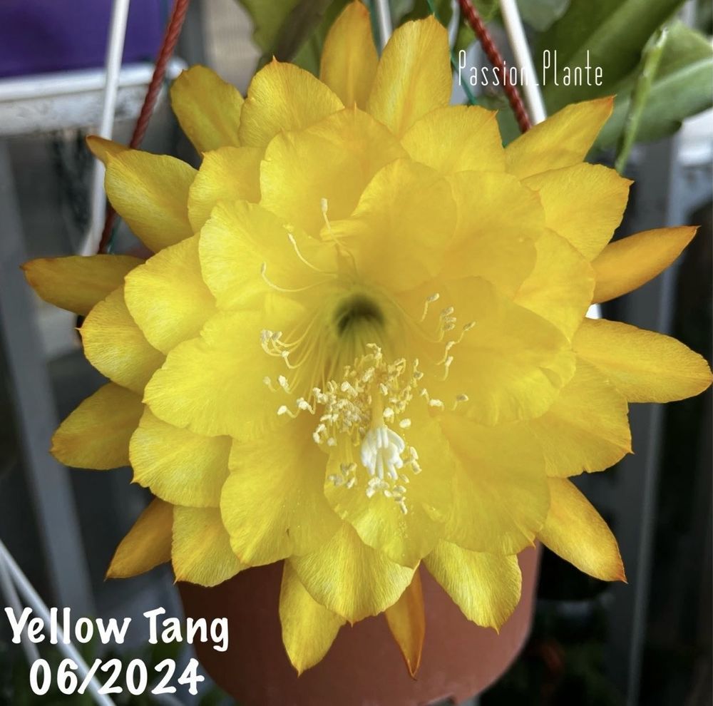 Epiphyllum Yellow Tang - Bouture parfum&eacute;e 20cm floraison magnifique Jardin