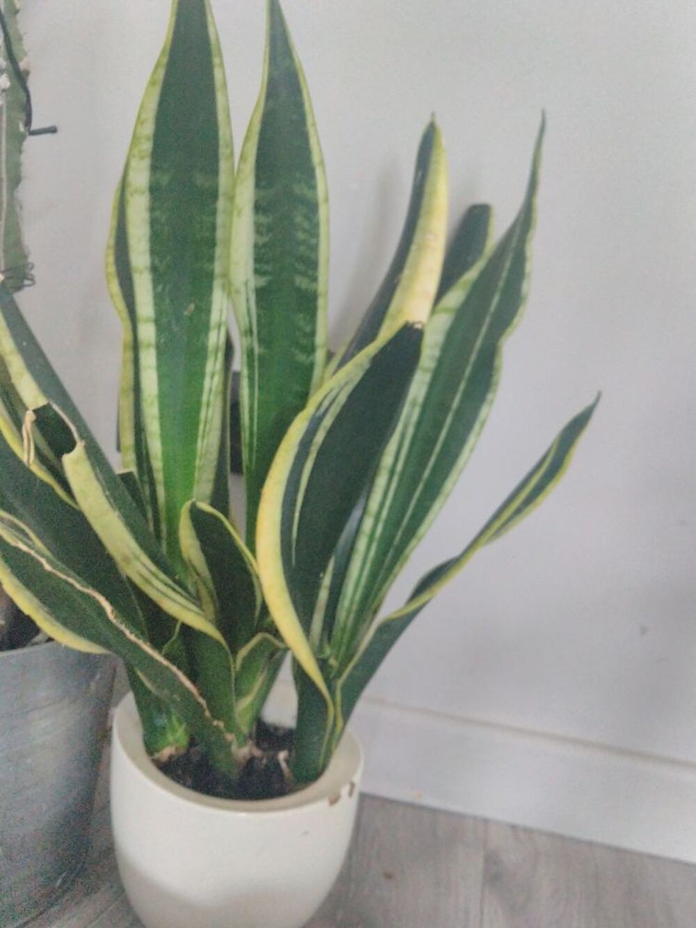 Langue de belle m&egrave;re Jardin