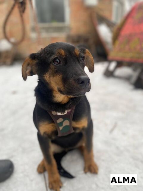 ALMA SE TROUVE DANS UN REFUGE EN UKRAINE 0 75018 Paris