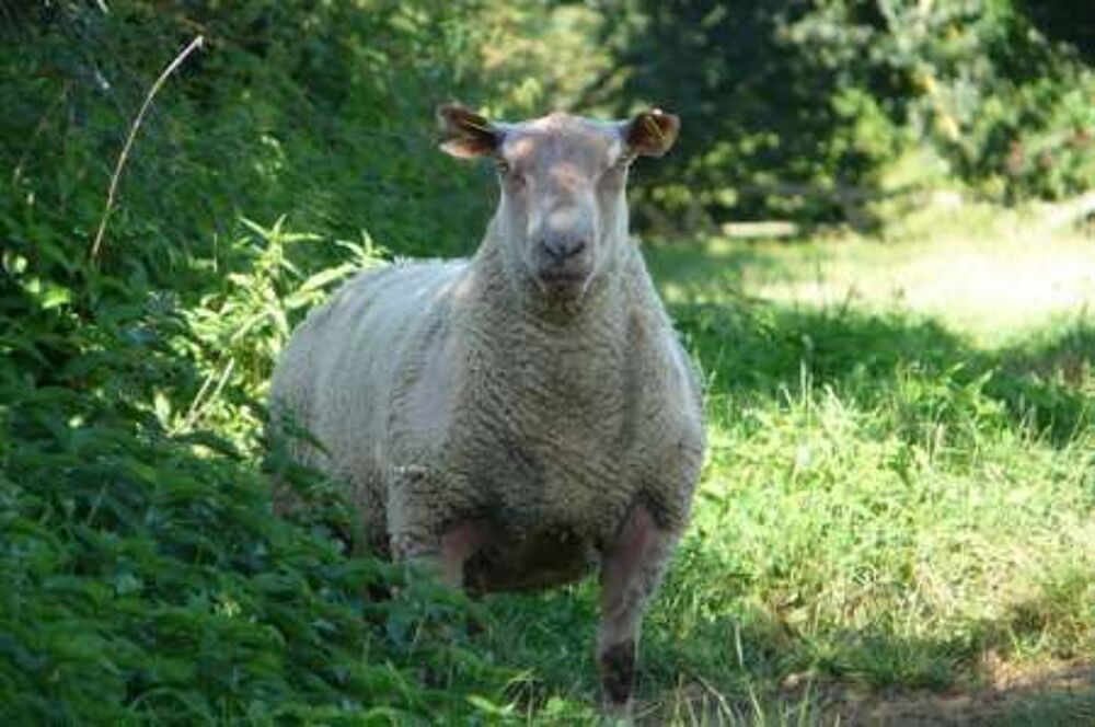   MOUTONS CHAROLLAIS 