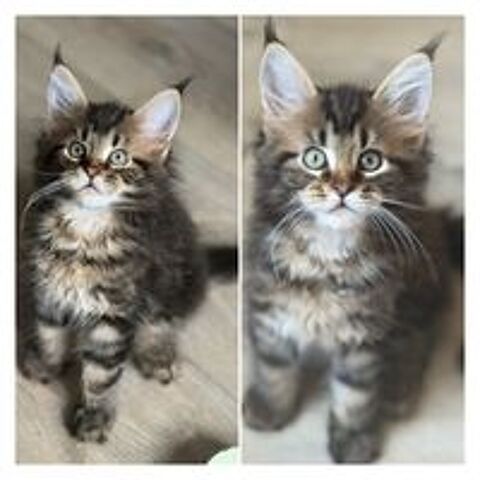   Maine coon loof 
