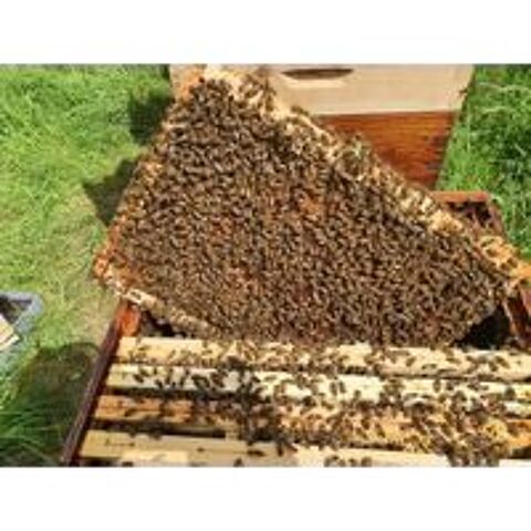   Essaims abeilles 2025
