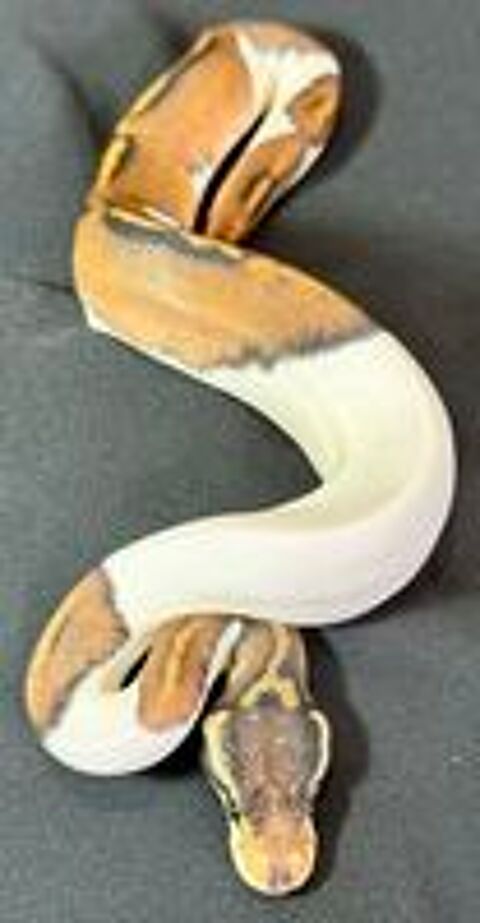   Femelle python regius 