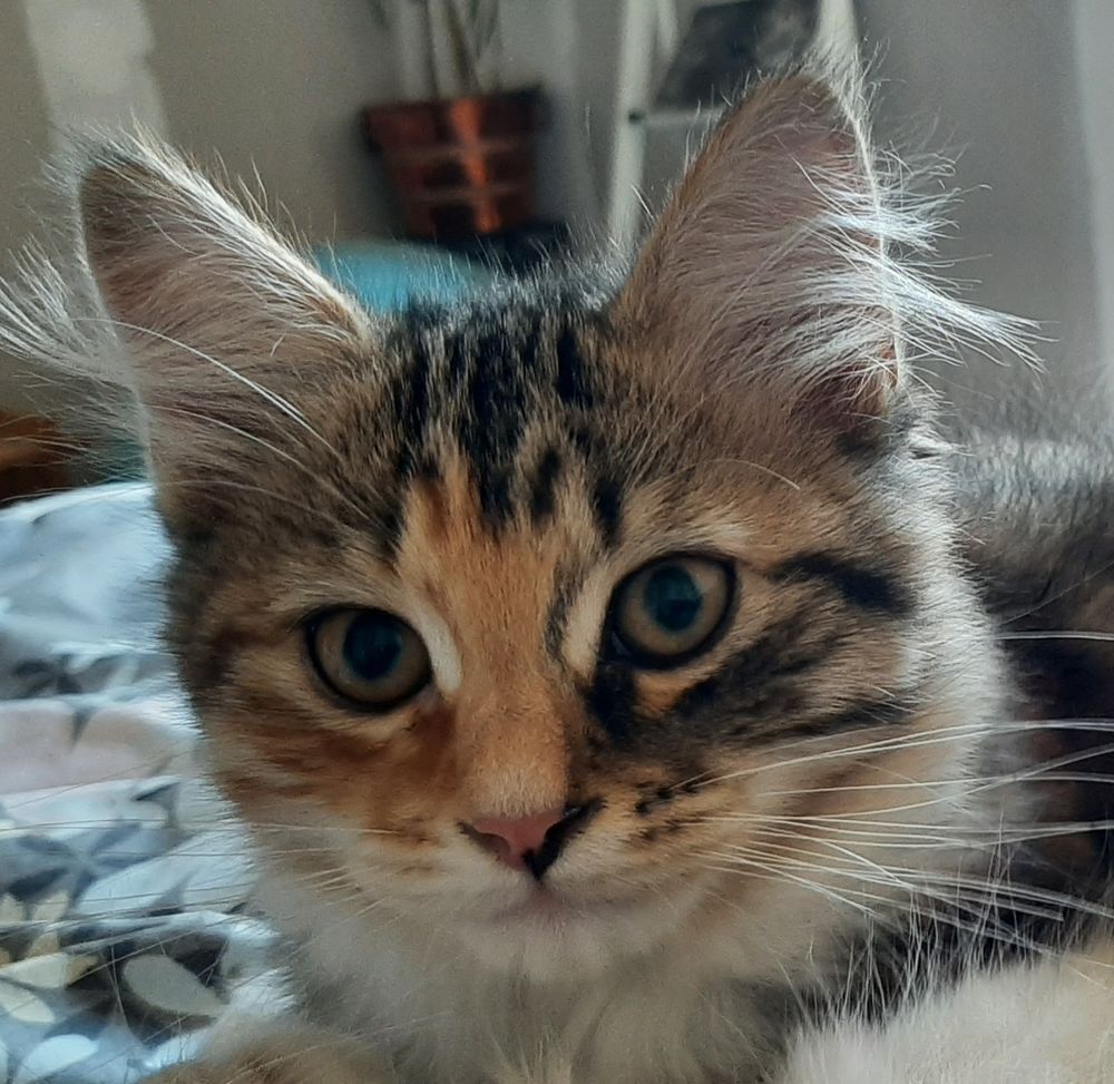   Femelle Siberienne hypoallergenique LOOF 