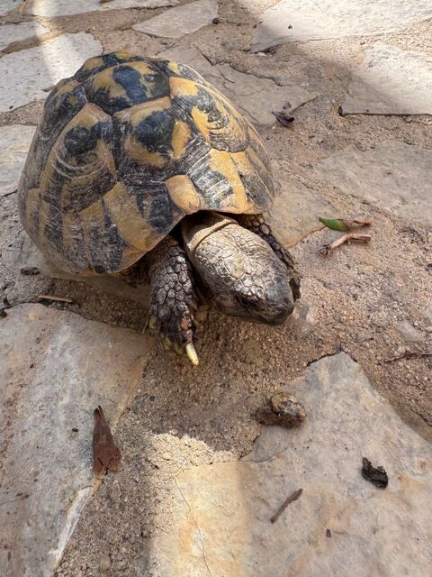 tortues de terre 120 83140 Six-fours-les-plages