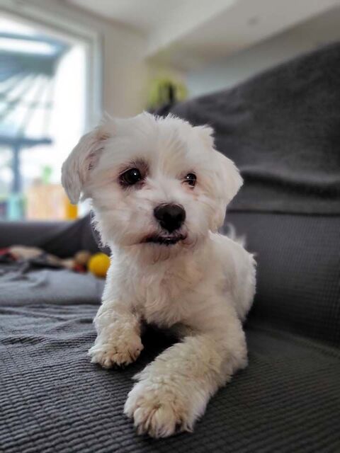 SNOWY, gentil Bichon Havanais à adopter via l'association UMA 350 44450 Barbechat