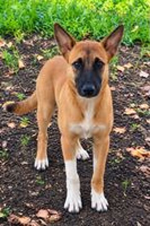   Isis la mini croisée malinoise 