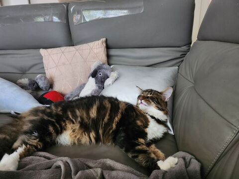 Propose un chat m&acirc;le maine coon &acirc;g&eacute;e de un an st&eacute;rilis&eacute; 0 67200 Strasbourg