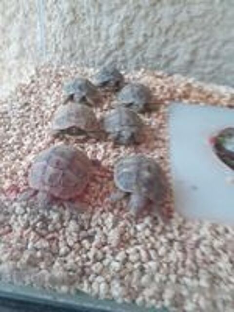   Tortues jeunes nes en septembre 2024 