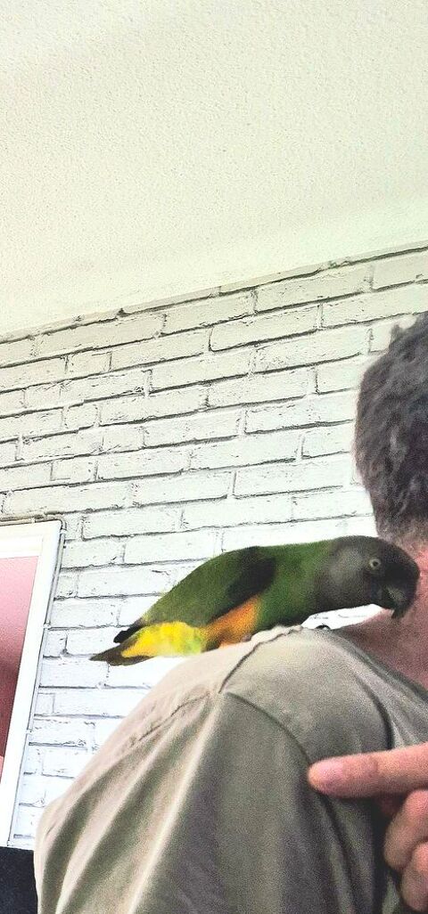 YOUYOU DU SENEGAL 500 76150 Maromme