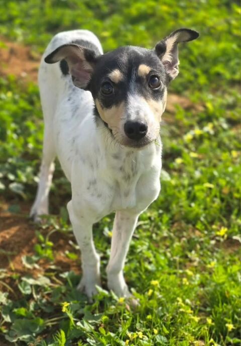 DANIELA 300 95610 �ragny