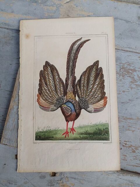 Gravure Oiseaux de Buffon l'Argus Mle Planche Ornithologie  35 Loches (37)