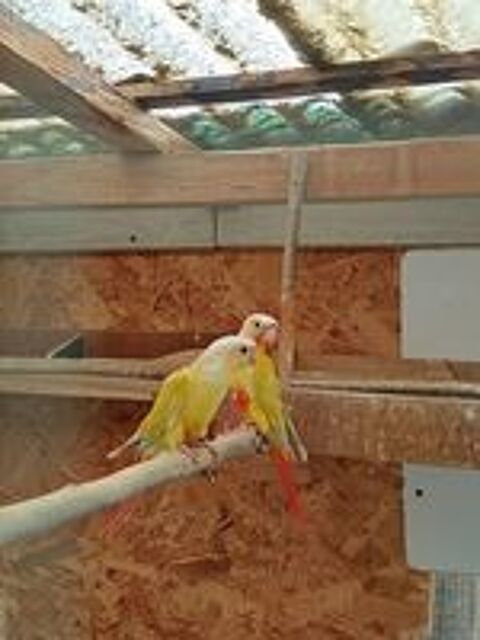   Conure  