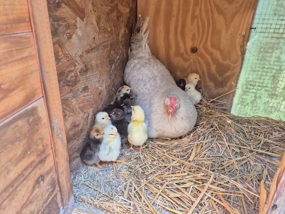   Poussins 
