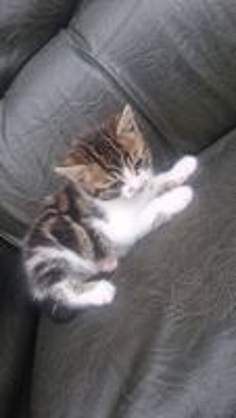   Donne 3 chatons femelle  