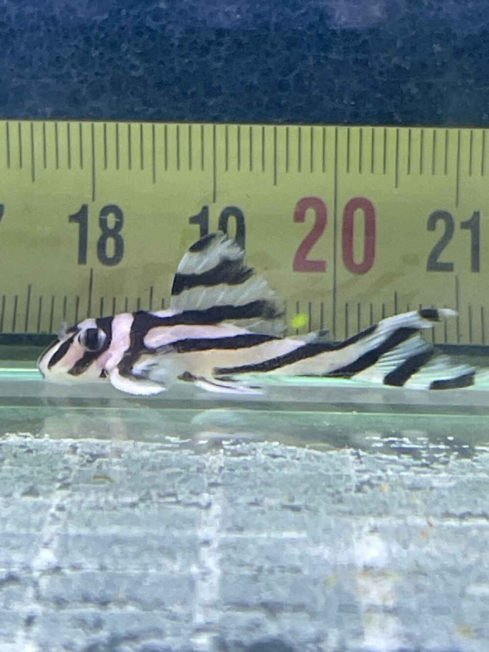  hypancistrus zebra 3cm ou 4cm 
