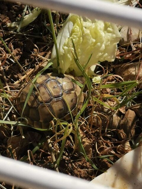 reptiles tortues Cournonsec (34)