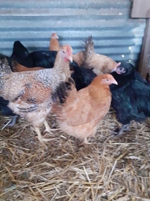 Jeunes couples Marradunia 25 27400 Canappeville