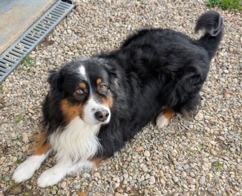 Chien OSIRIS &agrave; l adoption 210 38550 Saint-maurice-l'exil