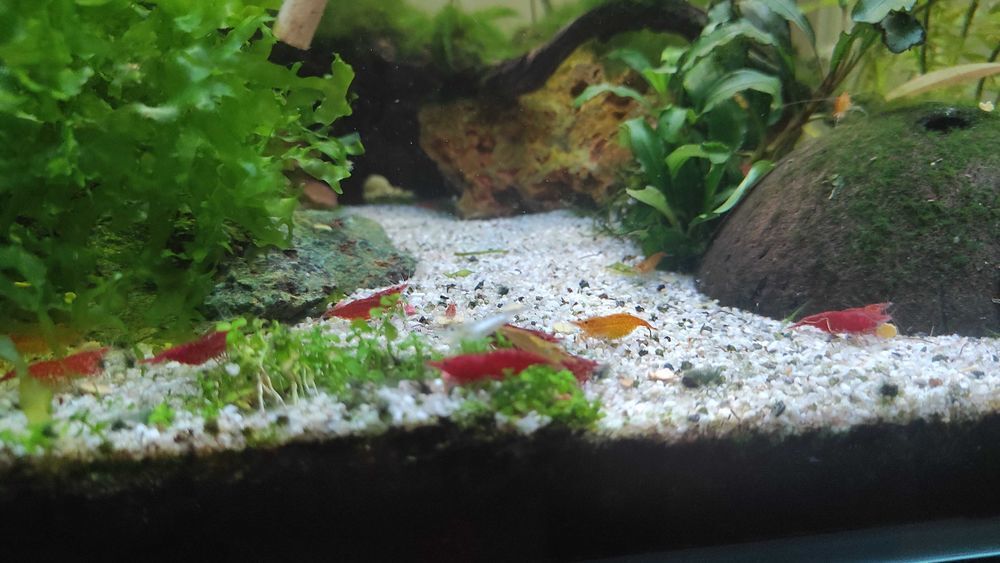 crevettes Jardin