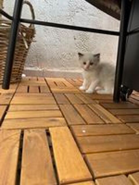   Chat Ragdoll 
