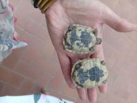   Propose la Tortues grecque de deux ans 