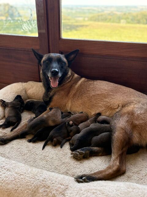Chiots malinois 0 31350 Charlas