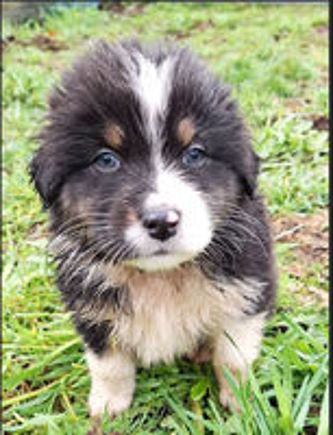   De superbes chiots Bergers Australiens n�s � la Wooferie  