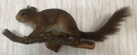 Ecureuil courant sur une branche 10 Rosny-sous-Bois (93)