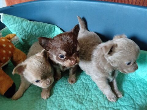 Chihuahua 1100 89100 Sens