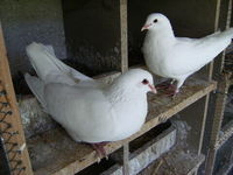   Pigeons hubbell blancs 