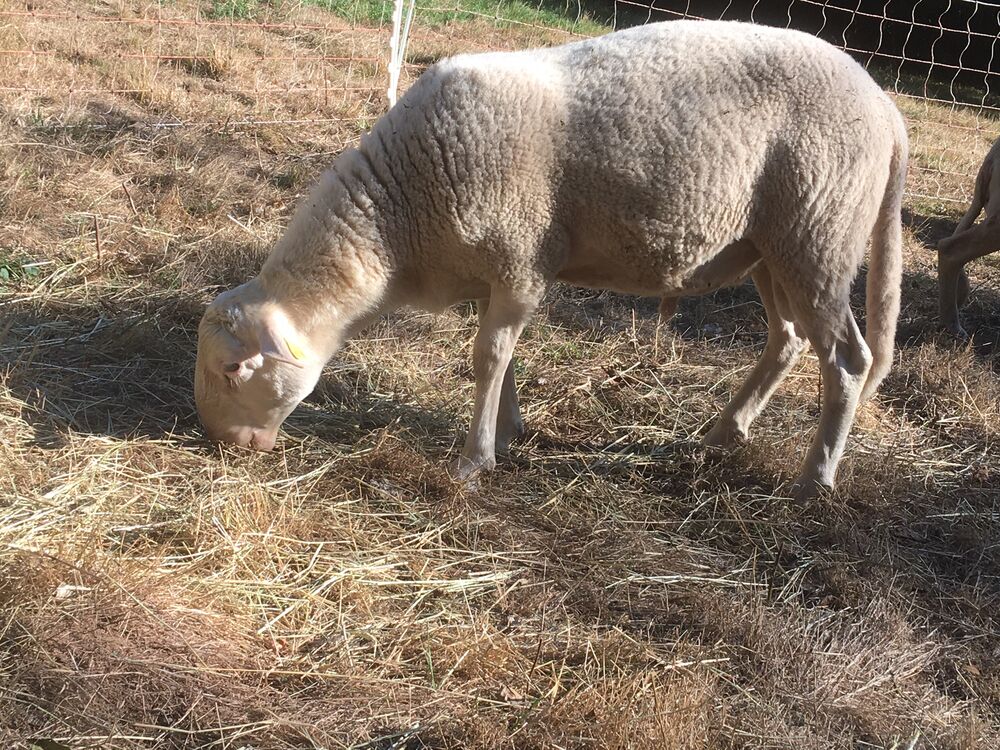   Bélier Limousin 2 ans 
