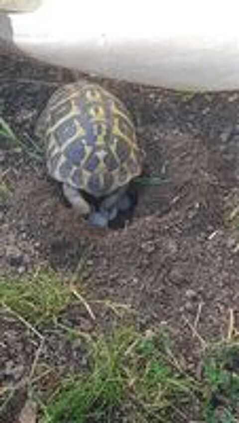   Tortues nes en juin 2024 