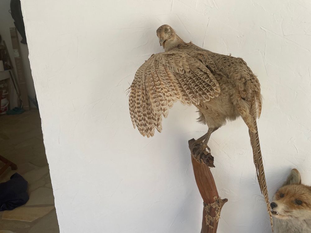 magnifique renard avec oiseau empaill&eacute;s Décoration