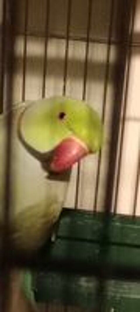   Perruche � collier 2 m�les  