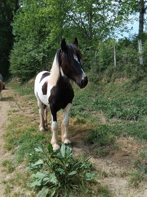 Pepper Wind Euskadi poulain Irish cob pie noir 2500 64130 Moncayolle-larrory-mendibieu