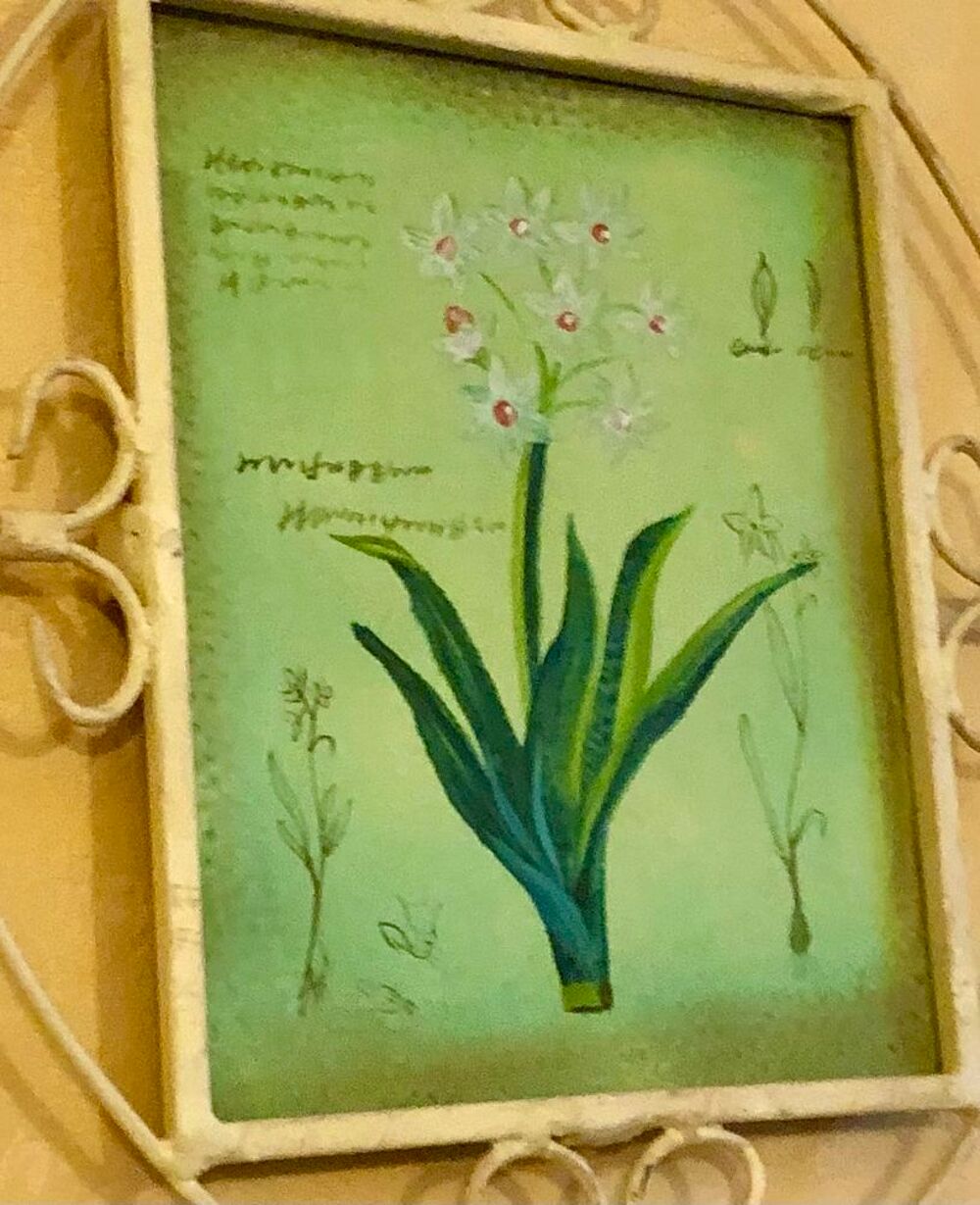 Tableau encadrement en fer forg&eacute; - dessin botanique Décoration