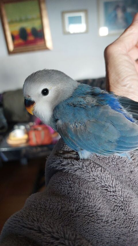 Bb roseicollis bleu eam 35 06000 Nice