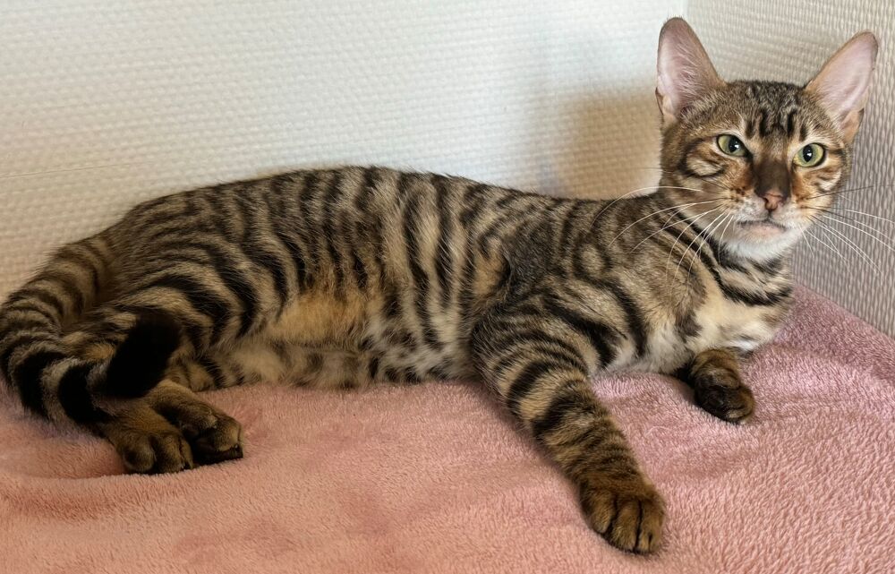   Chatons Toyger  
