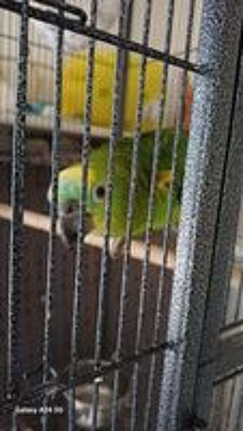   amazone à front bleu 2 ans et demi, sociable, parle, 