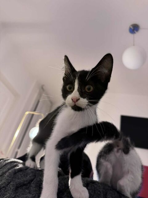 Charbon : un petit c�ur pr&ecirc;t &agrave; trouver son foyer pour la vie 180 92700 Colombes