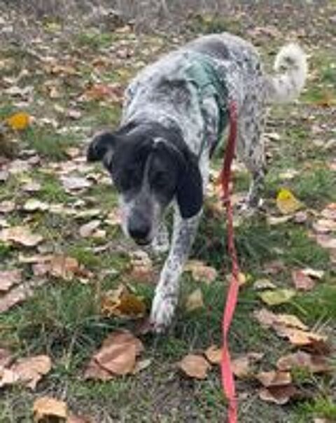   MIKU  4 ans – Une chienne en or à adopter ! 